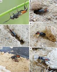 Attēlu rezultāti vaicājumam “Javesella pellucida female”