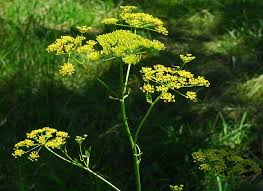 Attēlu rezultāti vaicājumam “Pastinaca sativa subsp. sylvestris flower”