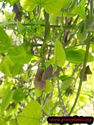 Attēlu rezultāti vaicājumam “Aristolochia durior leaf”