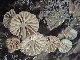 Attēlu rezultāti vaicājumam “Mycena pseudocorticola”