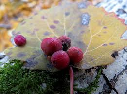 Attēlu rezultāti vaicājumam “Harmandia”