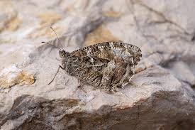 Attēlu rezultāti vaicājumam “Hipparchia semele”