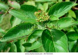 Attēlu rezultāti vaicājumam “Cornus sericea fruit”
