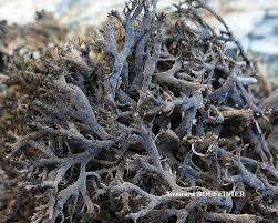 Attēlu rezultāti vaicājumam “Trichia alpina sessile”