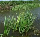 Bur-reed (Branched) - Wild Flower Finder