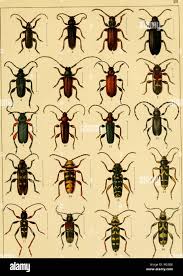 Attēlu rezultāti vaicājumam “Criocephalus rusticus”