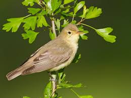 Attēlu rezultāti vaicājumam “Hippolais icterina”