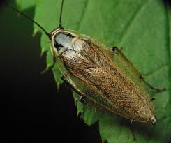 Attēlu rezultāti vaicājumam “Ectobius sylvestris”