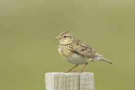 Attēlu rezultāti vaicājumam “Alauda arvensis adult”