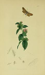 Attēlu rezultāti vaicājumam “Taleporia tubulosa”