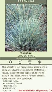 Attēlu rezultāti vaicājumam “Helictotrichon pratense leaf”