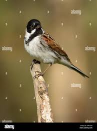 Attēlu rezultāti vaicājumam “Emberiza schoeniclus male”