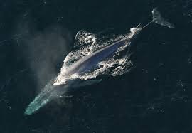 Image result for Balaenoptera omurai