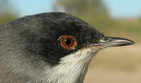 Attēlu rezultāti vaicājumam “Sylvia curruca adult”