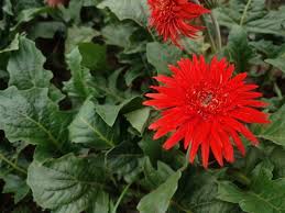 Attēlu rezultāti vaicājumam “Asteraceae”