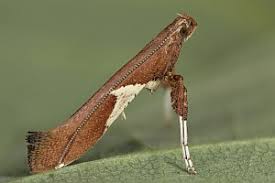 Attēlu rezultāti vaicājumam “Caloptilia stigmatella”