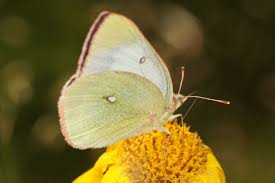 Attēlu rezultāti vaicājumam “Colias palaeno female”