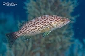 Image result for Mycteroperca phenax