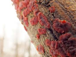 Attēlu rezultāti vaicājumam “Cytidia salicina”