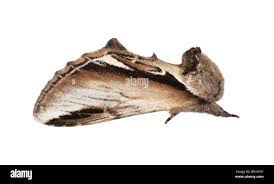 Attēlu rezultāti vaicājumam “Pheosia gnoma male”