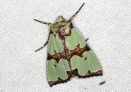 Attēlu rezultāti vaicājumam “Staurophora celsia”