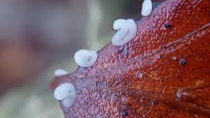 Attēlu rezultāti vaicājumam “Didymium clavus spores”