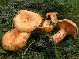 Attēlu rezultāti vaicājumam “Lactarius lygniotus”