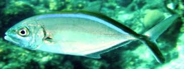 Image result for Caranx ruber