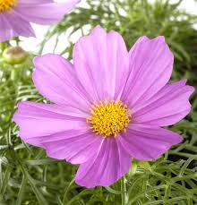 Image result for Schmuckkörbchen