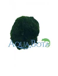 Imagini pentru Cladophora aegagropila