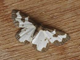 Attēlu rezultāti vaicājumam “Lomaspilis marginata”