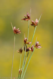 Attēlu rezultāti vaicājumam “Juncus capitatus”