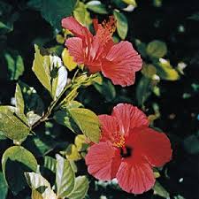 Attēlu rezultāti vaicājumam “Malvaceae”