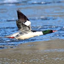 Attēlu rezultāti vaicājumam “Mergus merganser male”