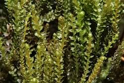 Attēlu rezultāti vaicājumam “Barbilophozia kunzeana”