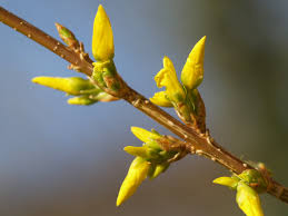 Attēlu rezultāti vaicājumam “Forsythia suspensa flower”
