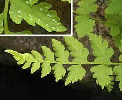 Attēlu rezultāti vaicājumam “Cystopteris fragilis”