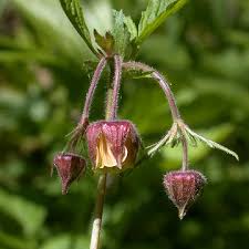 Attēlu rezultāti vaicājumam “Geum rivale”