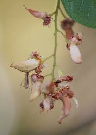 Attēlu rezultāti vaicājumam “Taphrina padi”