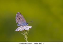 Attēlu rezultāti vaicājumam “Maculinea alcon eggs”