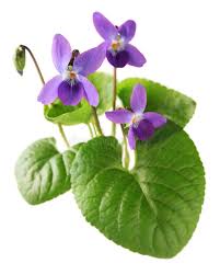 Attēlu rezultāti vaicājumam “Viola odorata leaf”