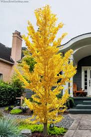 Attēlu rezultāti vaicājumam “Ginkgo biloba male flower”