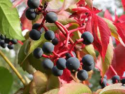 Attēlu rezultāti vaicājumam “Parthenocissus quinquefolia fruit”