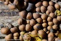 Attēlu rezultāti vaicājumam “Perichaena corticalis”