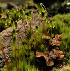 Attēlu rezultāti vaicājumam “Eocronartium muscicola”