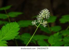 Attēlu rezultāti vaicājumam “Actaea spicata flower”