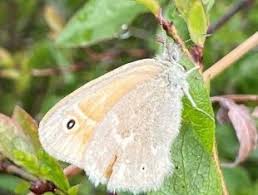 Attēlu rezultāti vaicājumam “Coenonympha tullia underside”