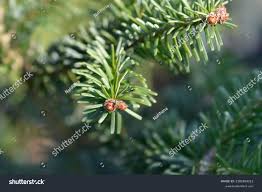 Attēlu rezultāti vaicājumam “Abies veitchii”