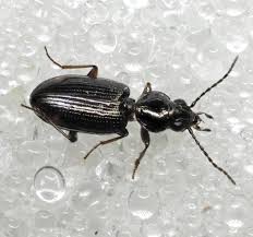 Attēlu rezultāti vaicājumam “Bembidion litorale”