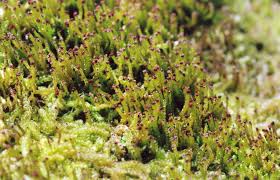 Attēlu rezultāti vaicājumam “Anastrophyllum hellerianum”